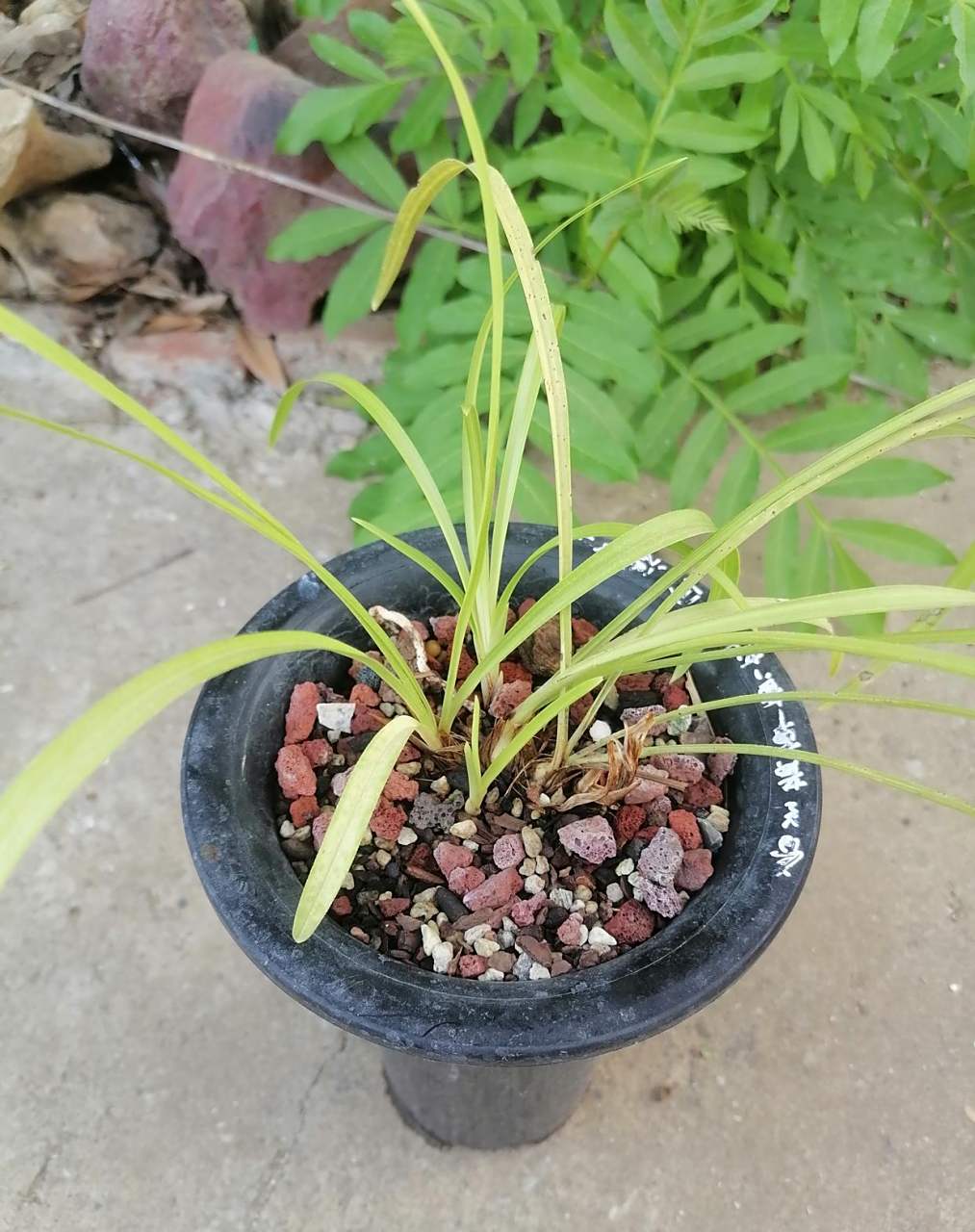 这盆春兰的黄草黄花今天看发现叶片上有艺出现了,照片看不清楚,肉眼