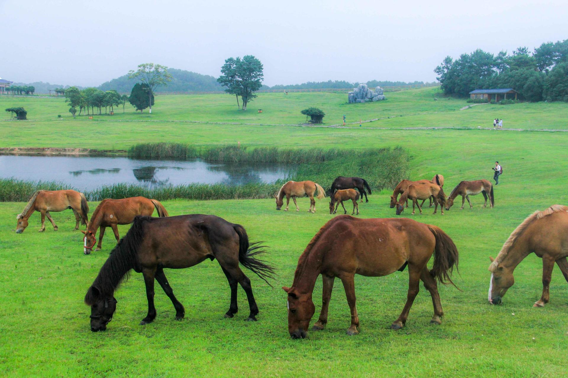 武汉木兰草原位于黄陂区聂家岗,距武汉城区36公里,目前华中地区唯一的