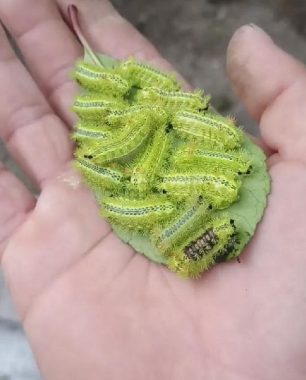 这样的毛毛虫有毒吧