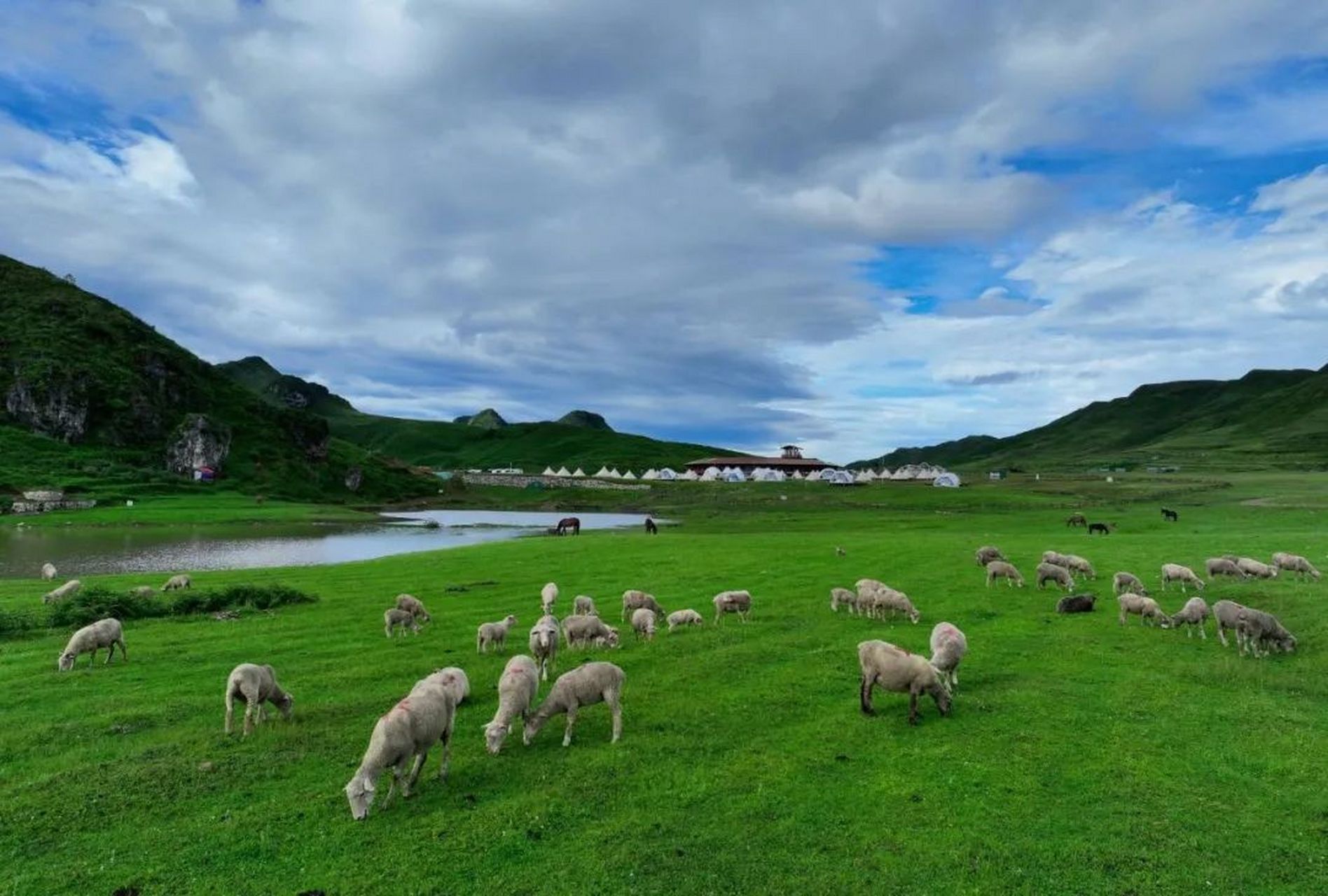 【10万亩云上花海正在绽放】目前,贵州毕节阿西里西旅游区已进入一年