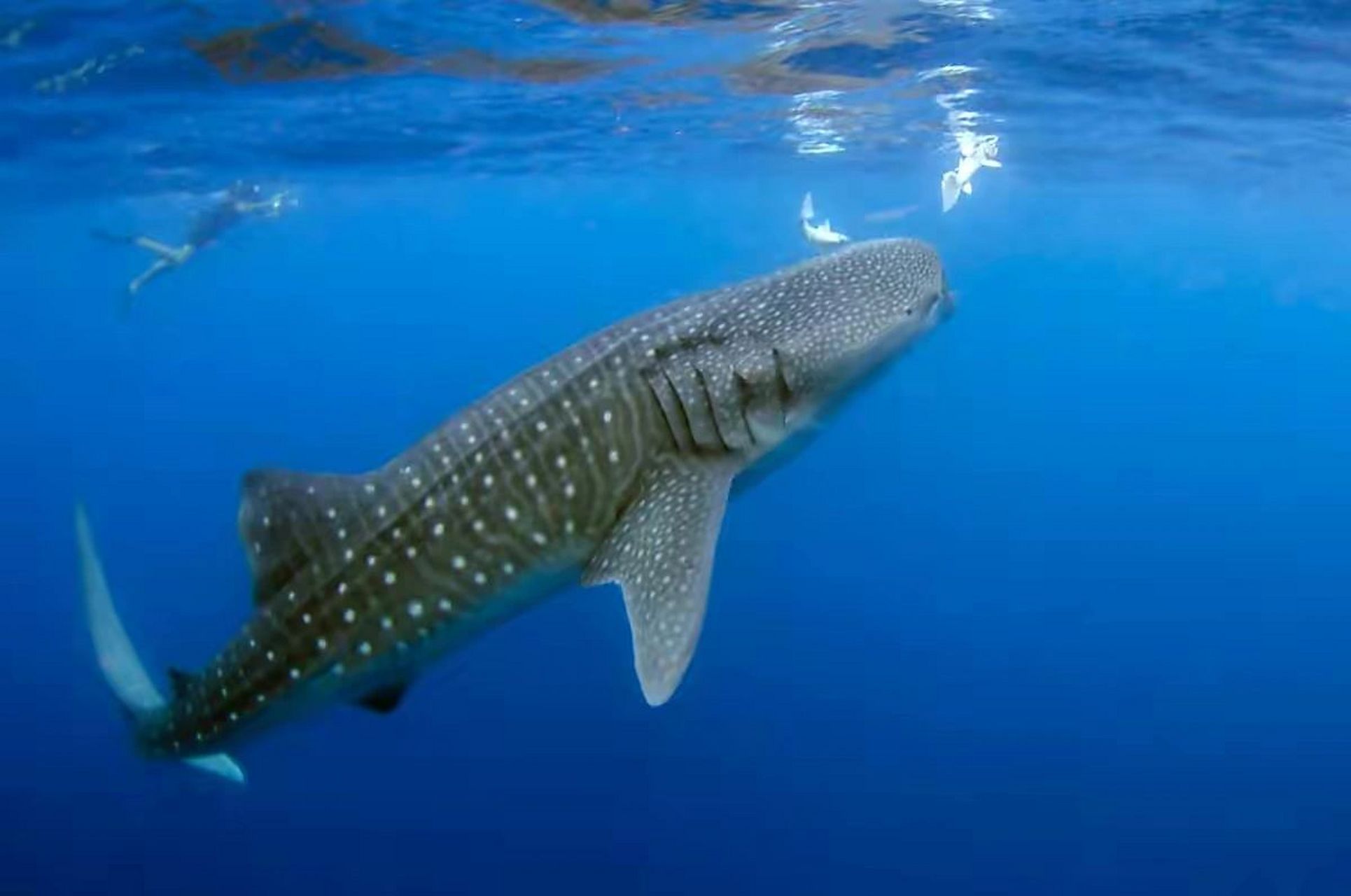 最大个体体长达20米,体重最大达12,500千克  95 鲸鲨拥有一个宽达1