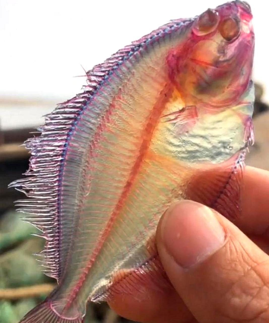 我在二大爷的船上发现了一条全身透明的漂亮鱼,想请问有人知道它是