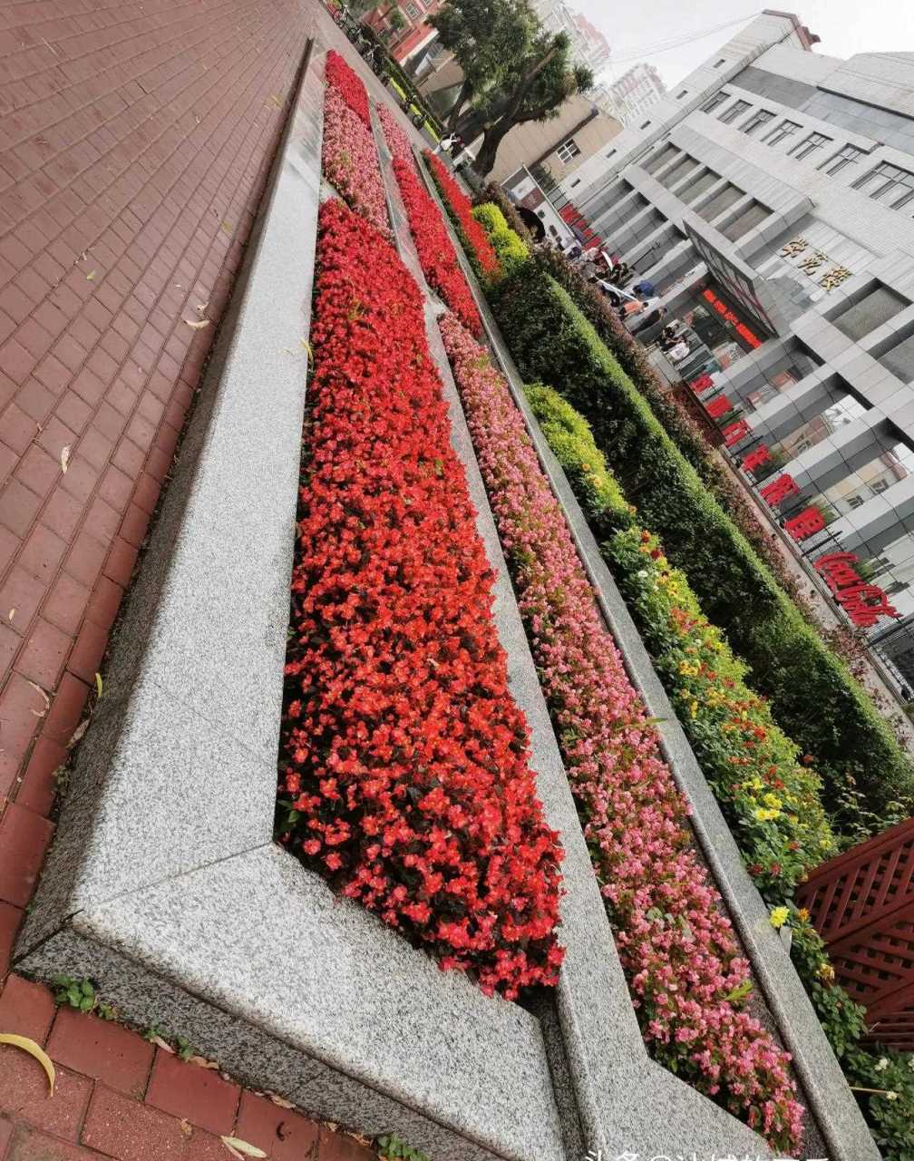 小雨冲刷后的玻璃翠(学名四季海棠)叶子更翠绿,花也愈加鲜艳.