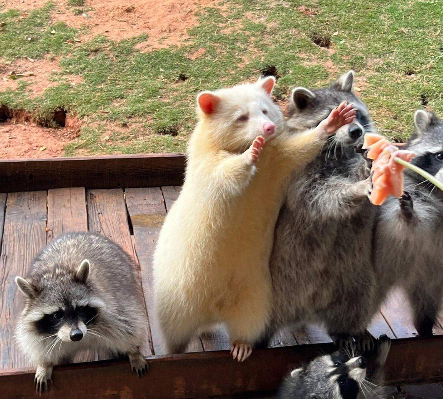 网友:谁能拒绝一只白色小浣熊呢