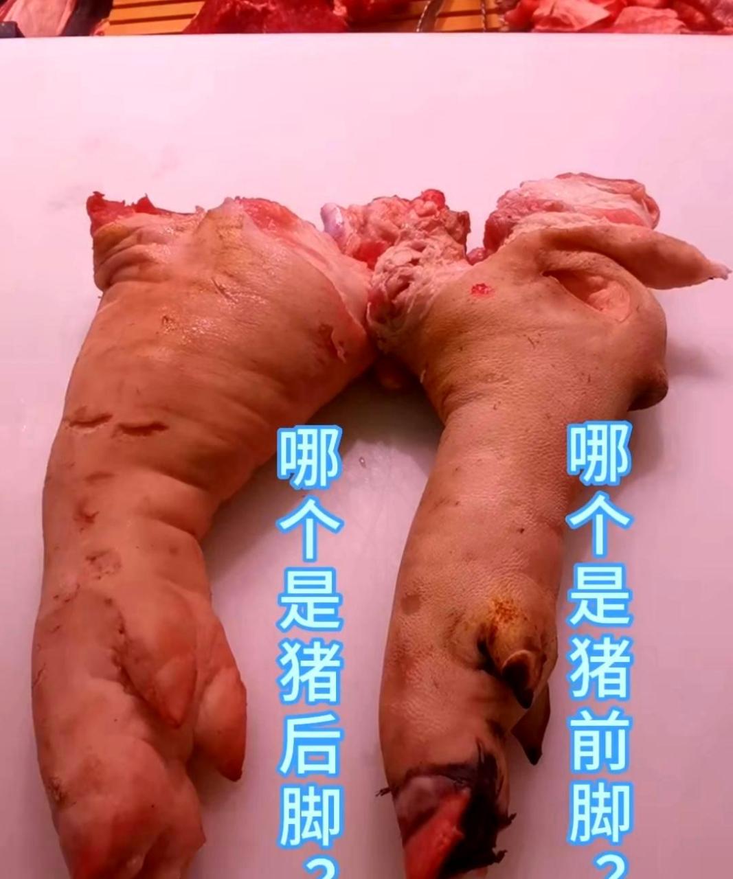 猪的前爪和后爪的图片图片