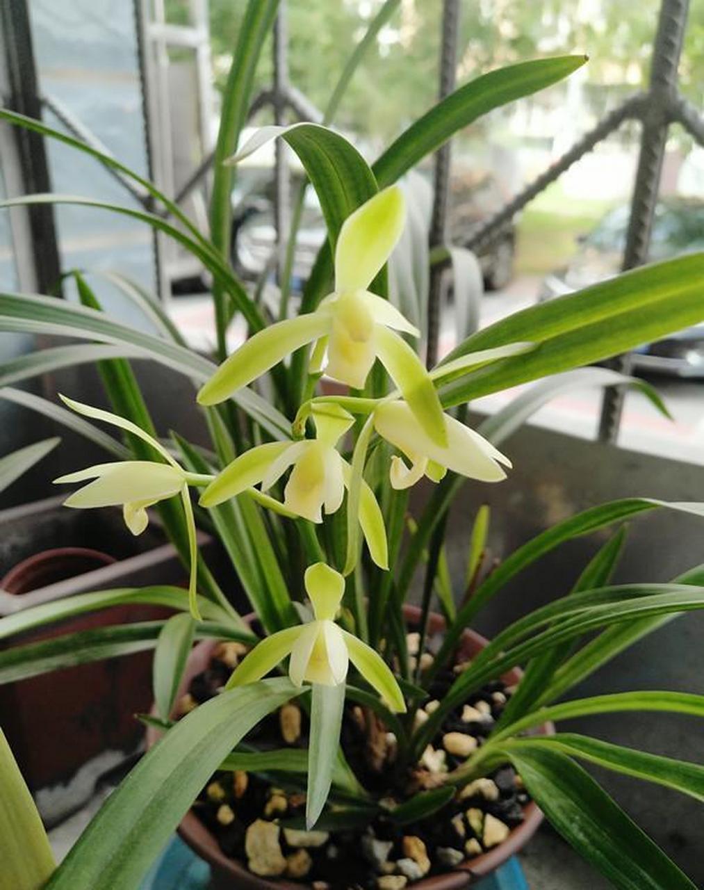 喜爱范围广,迄今仍是室内高档盆花的代表,"天价"兰花屡见不鲜