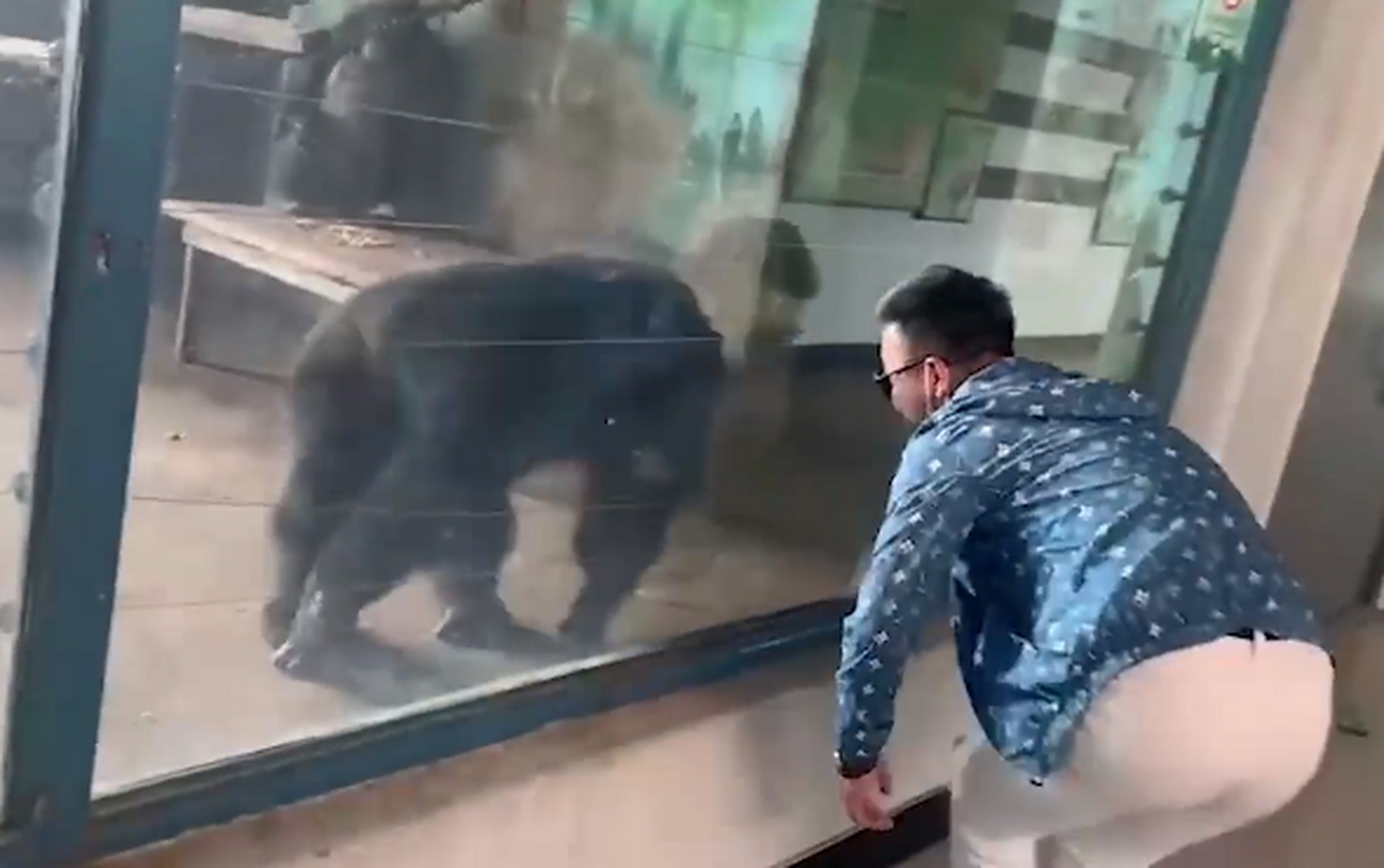 【男子动物园模仿大猩猩动作神同步临走时大猩猩砸玻璃不让走】3月9日