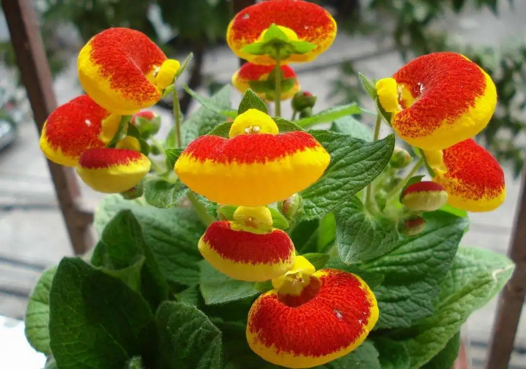 荷包花属玄参科蒲包花属,多年生草本植物,花期2—5月,果期4—5月.