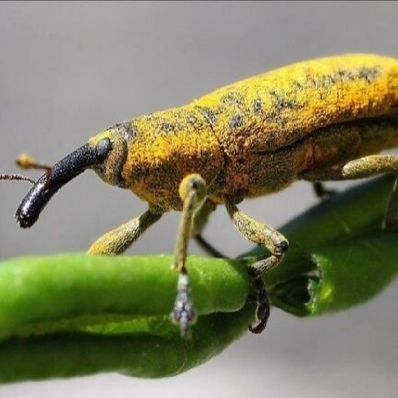 象鼻虫 大自然昆虫  象鼻虫elaeidobius kamerunicus 鞘翅目昆虫中最