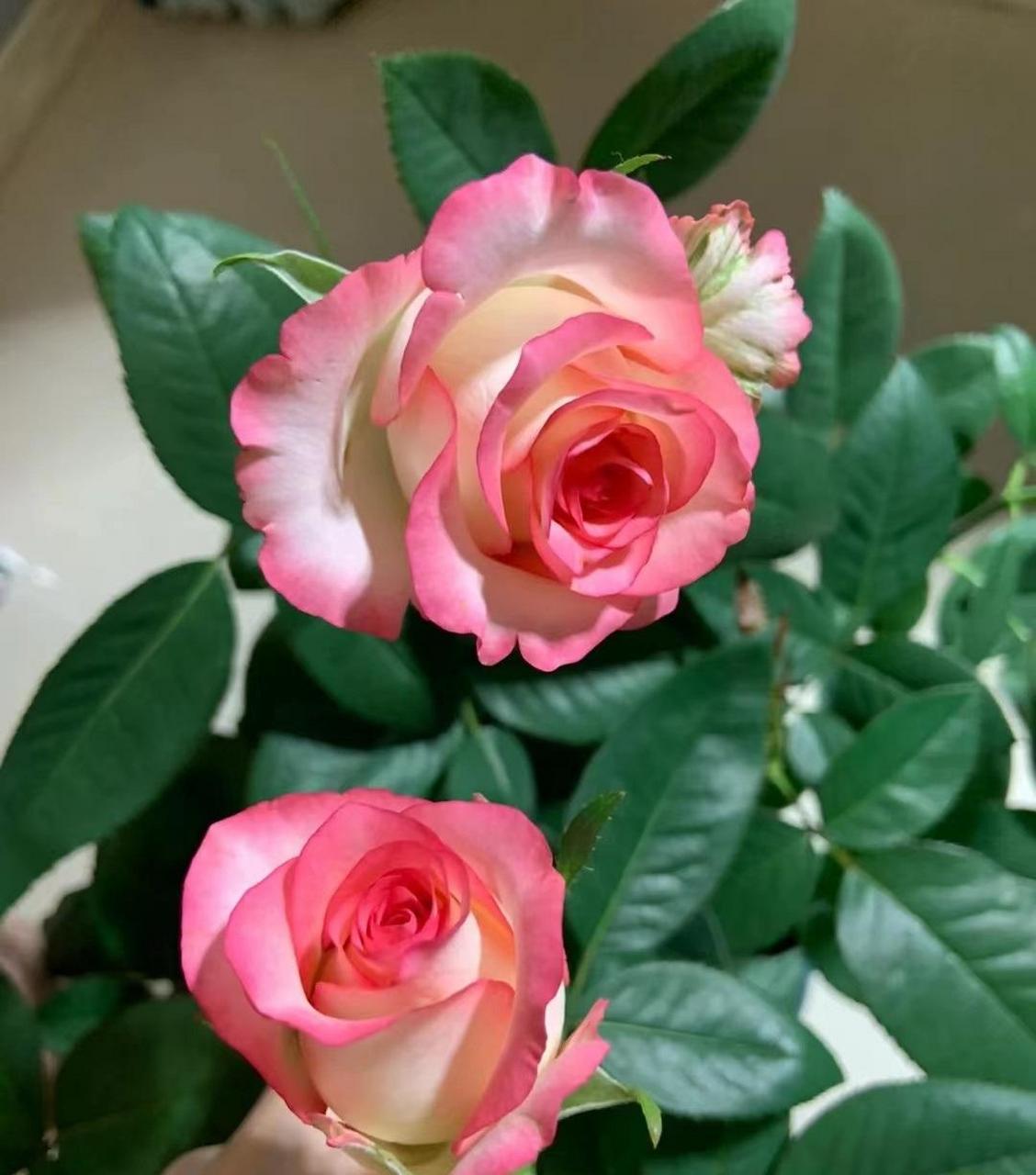 月季花"朱米莉亚",商业名"艾莎",就是花店里那款很受欢迎的切花玫瑰