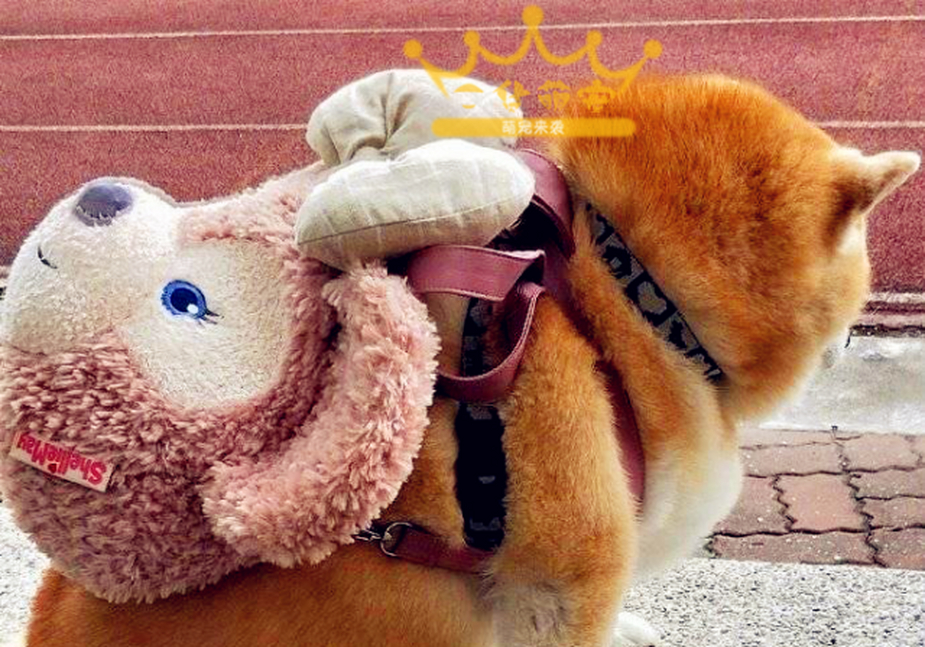 肉嘟嘟的柴犬超可爱,就连它的朋友,也是个大胖子呢[色]