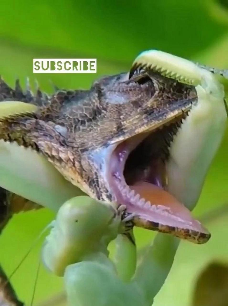 你敢相信吗?变色龙捕食螳螂,反被制服