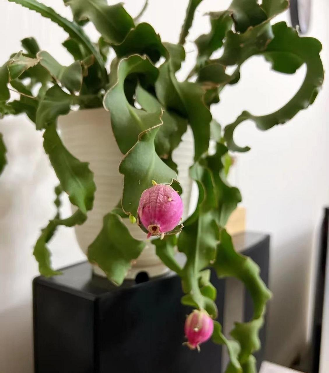 给大家推荐一款"新型"室内盆栽绿植——卷叶昙花,仙人掌科,令箭荷花属