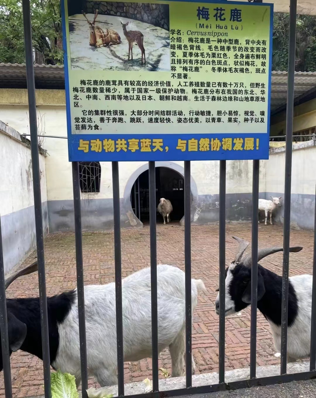 衡阳市动物园……听我说谢谢你因为有你 温暖了四季谢谢你 感谢有你