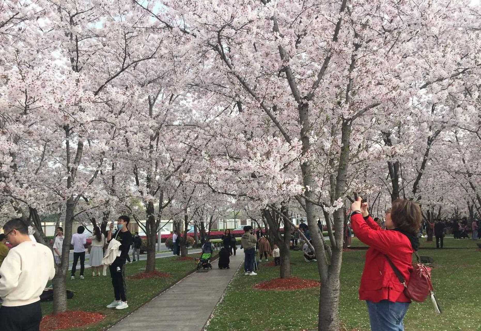 今天,上海黄浦江滨江大道沿岸路旁开满了樱花,樱花盛开,绚丽多姿.