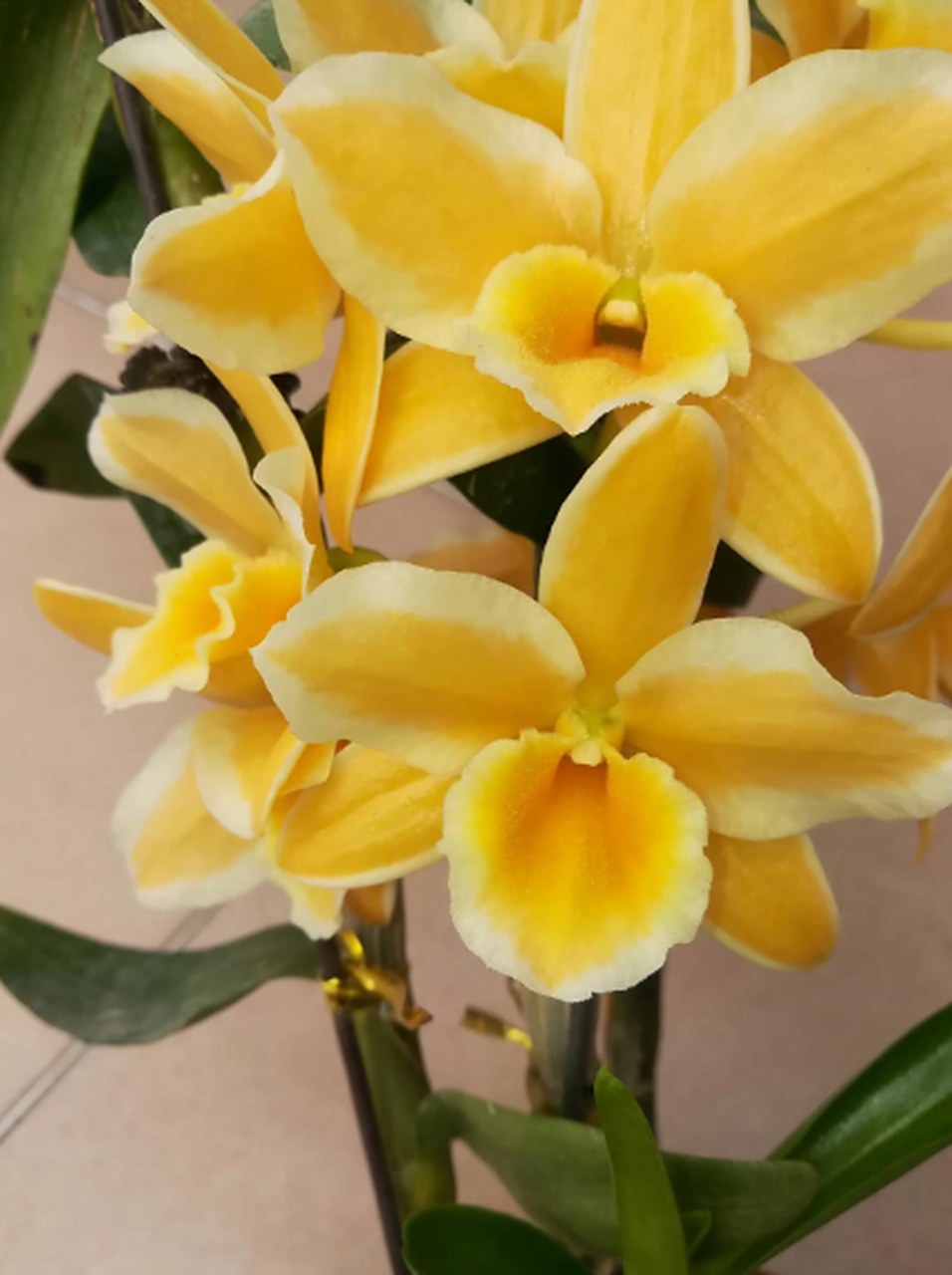 黄钻戒,家里现存最贵的品种,也是最美的春石斛,没有之一.