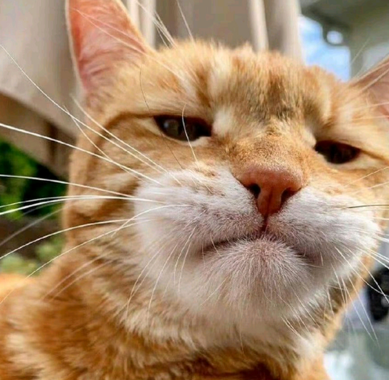 没见过比它还拽的猫