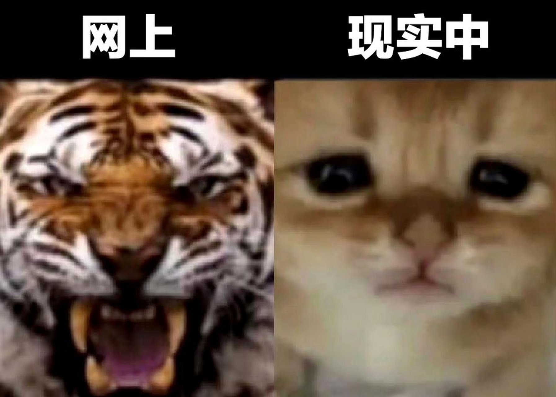 网上嚣张跋扈,现实中唯唯诺诺 676767