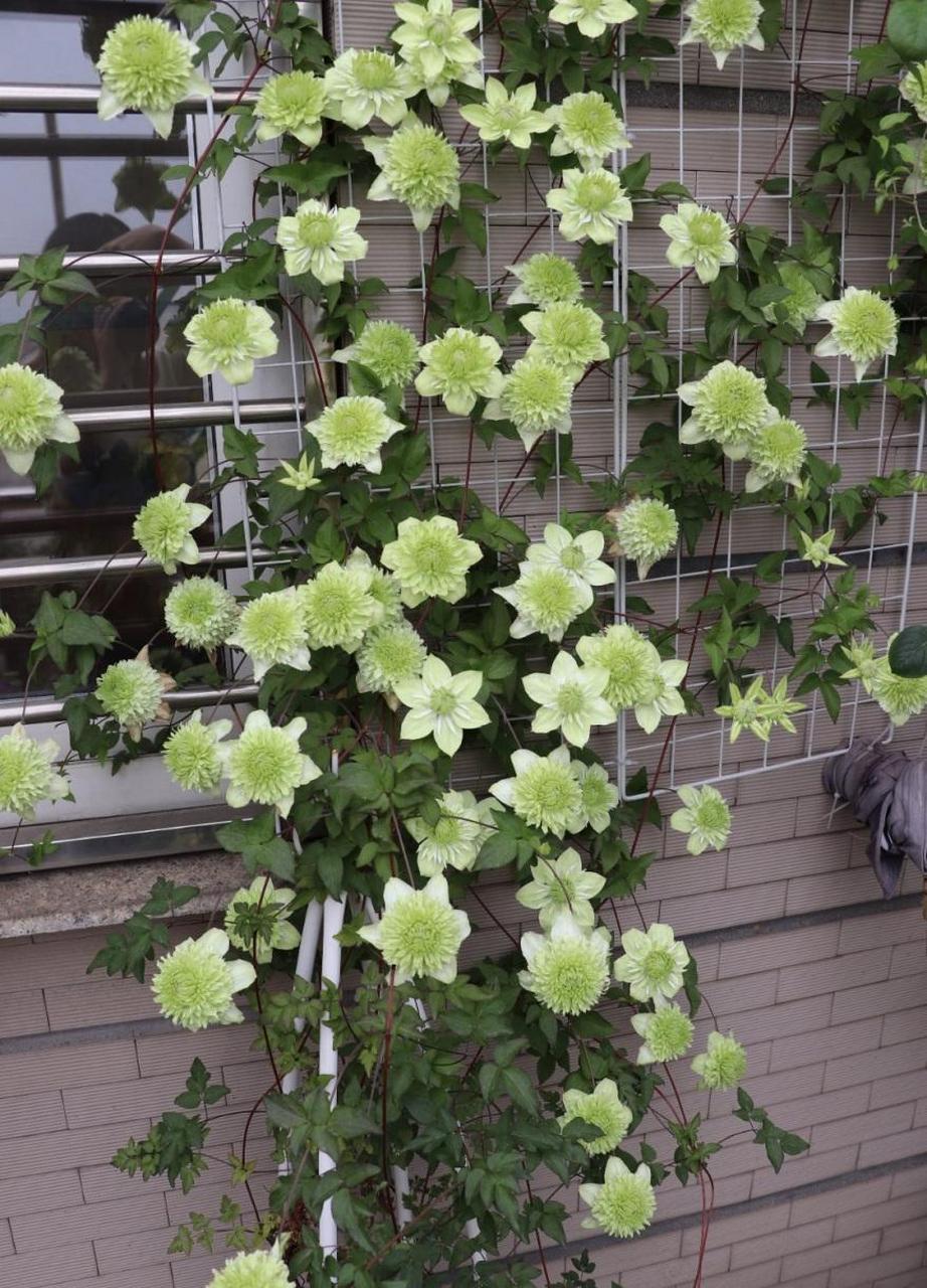 小绿(绿玉),一款很小清新的铁线莲,花朵是绿白绿白的,花型重瓣,玫瑰花