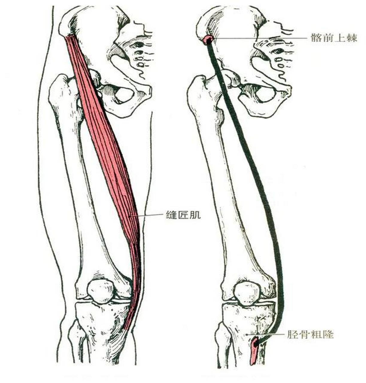 久坐上班族常会有的内侧膝盖疼痛 —— 鹅足肌腱你需要重视!