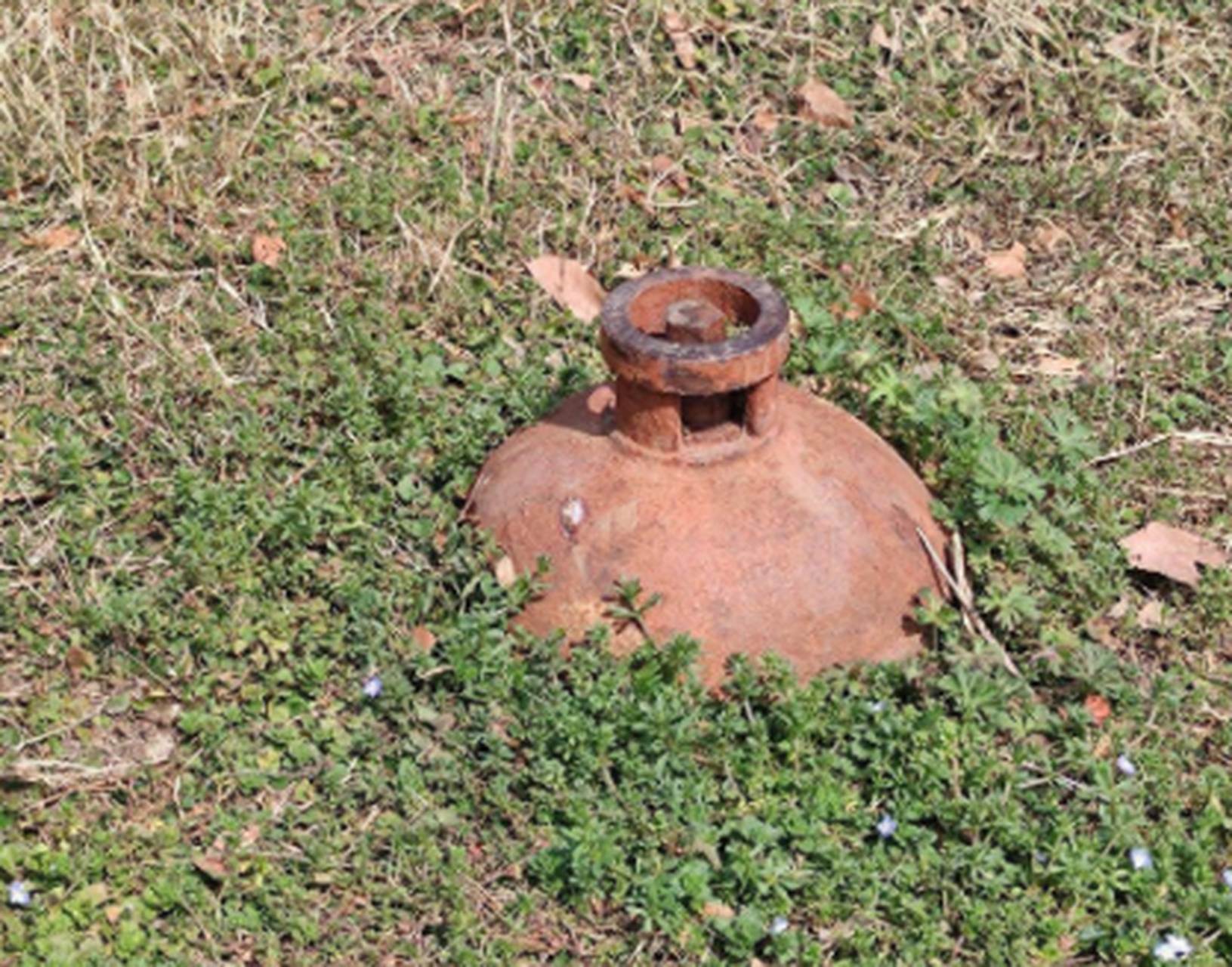 这是野生的土豆地雷