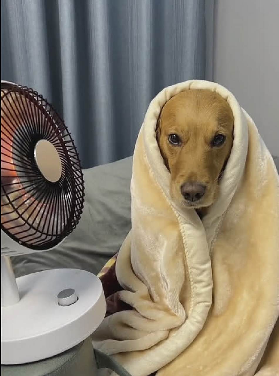 狗:在火边取暖时这个体温正常吗?[没眼看]