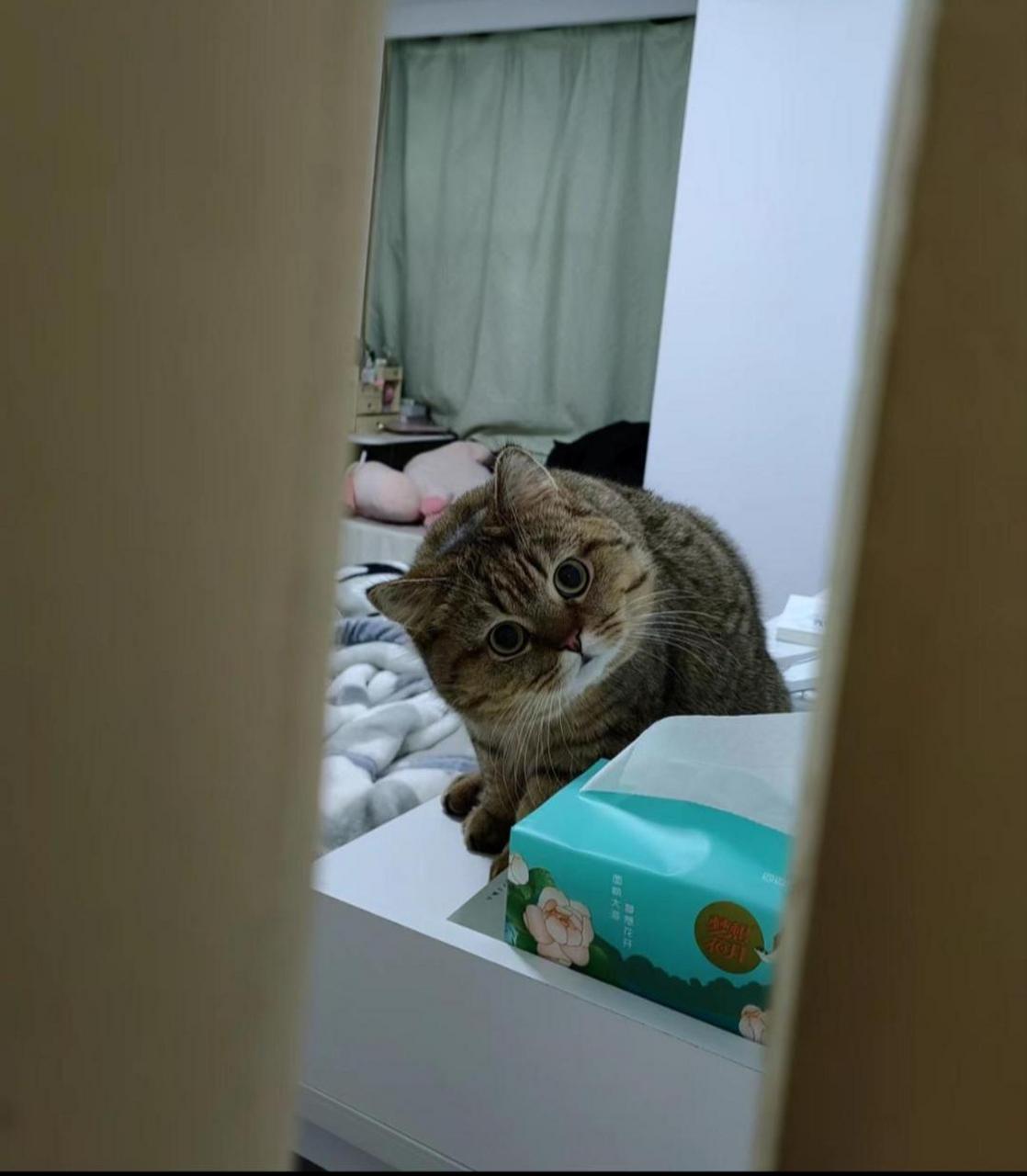 世界上没有比猫更可爱的物种!