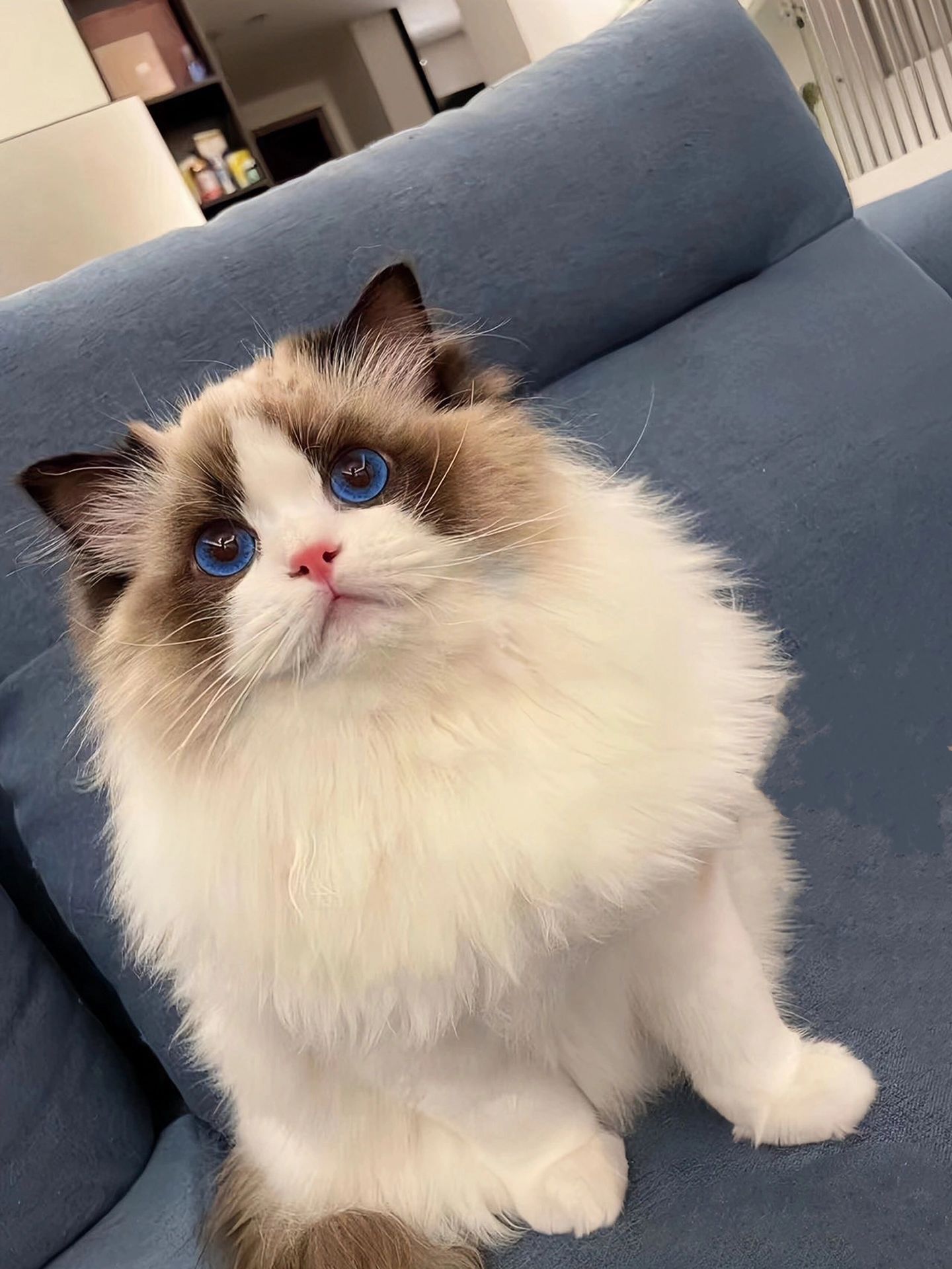 自家养的布偶猫胖宝宝,颜值爆表 自己没有太多时间陪这群布偶崽崽玩