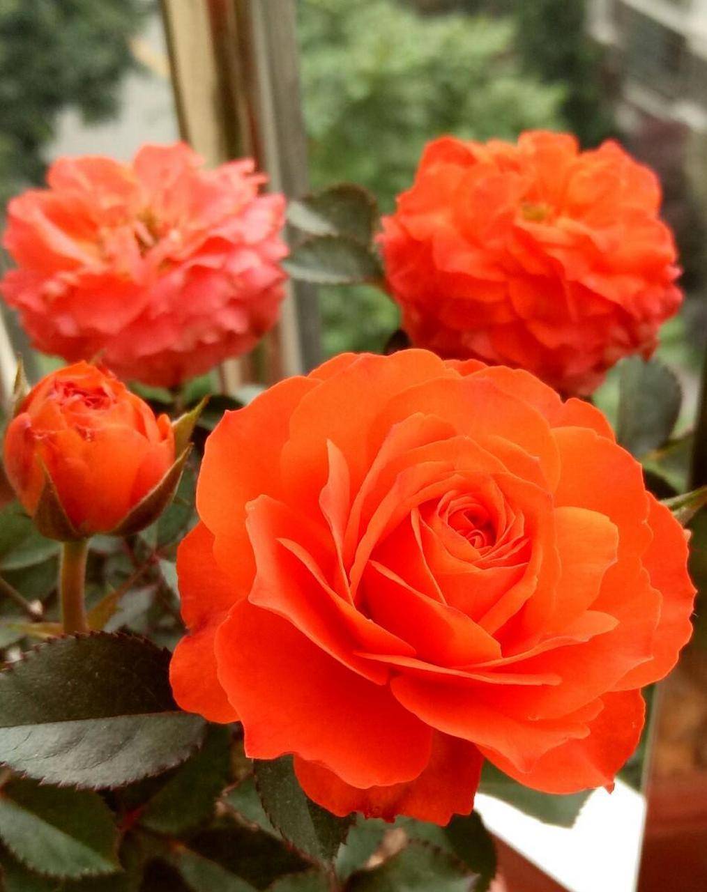 优秀的阳台盆栽花卉——微型月季"橙色宝石",植株只有25~35厘米高