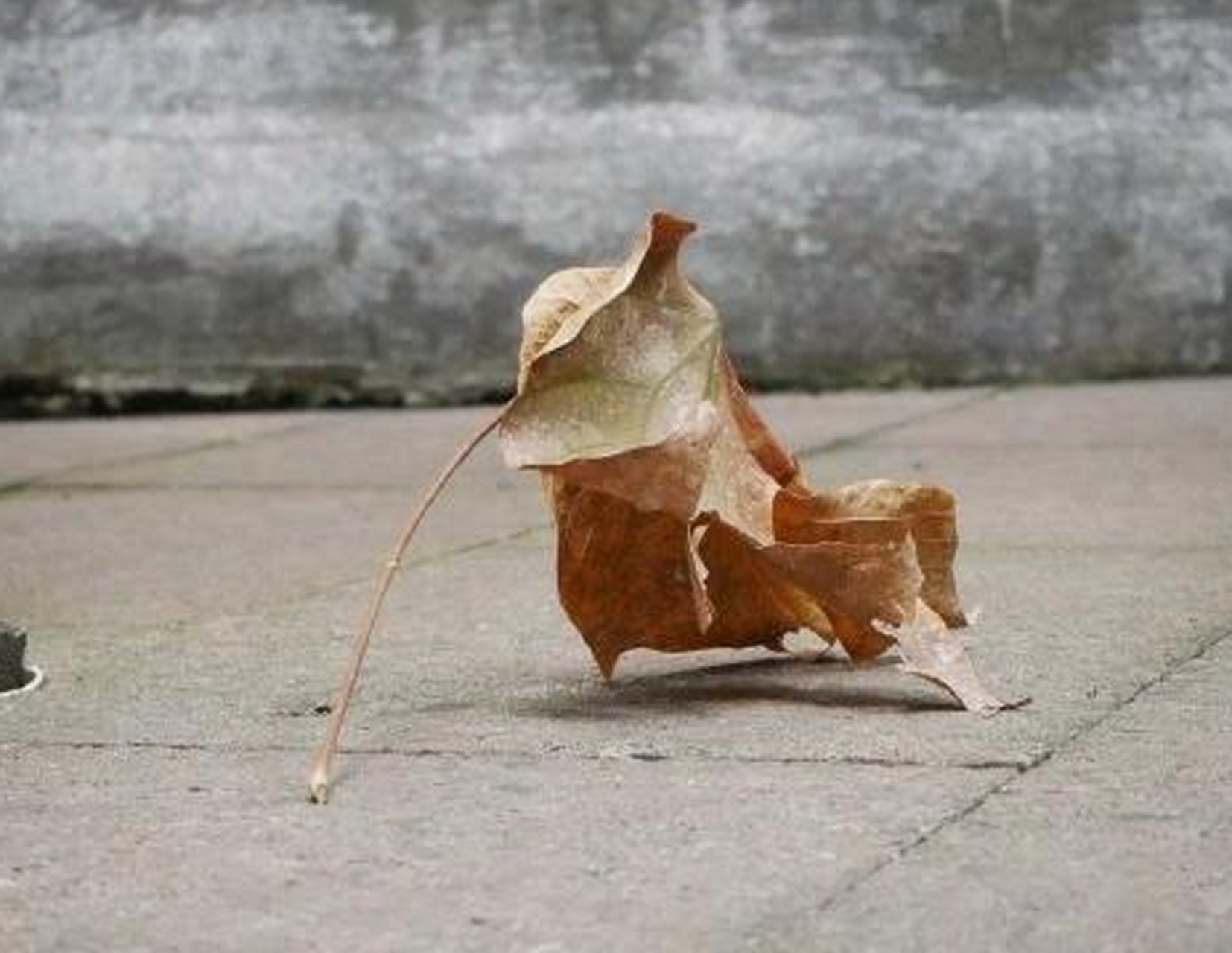 一片孤独的树叶,让我也感受到了凄凉!