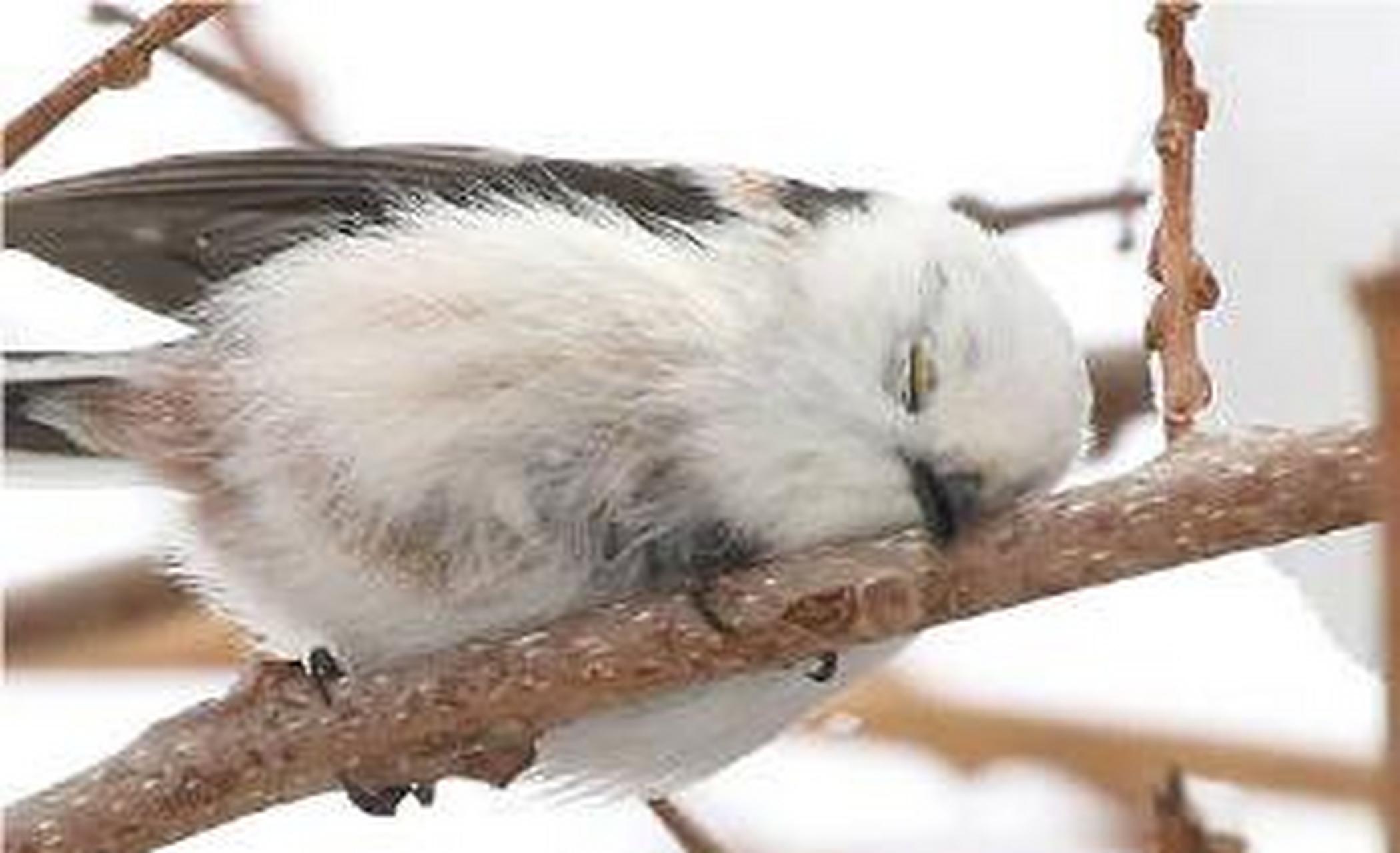 被这只靠在枝头睡觉的小团团治愈了