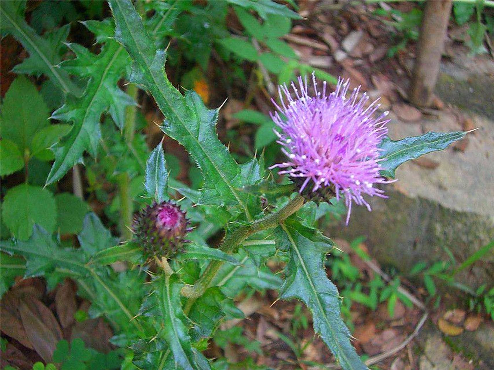 告诉大家一个治疗鼻窦炎的好消息,只需要一把路边的"七七芽"!
