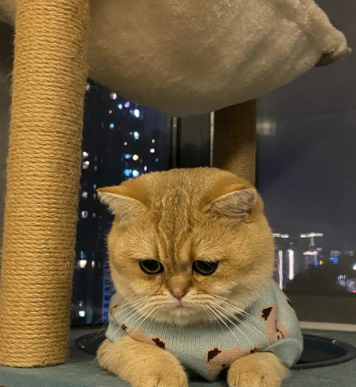 晚上没给吃罐头,就一直气鼓鼓的了!金渐层难道都特别容易生气吗?