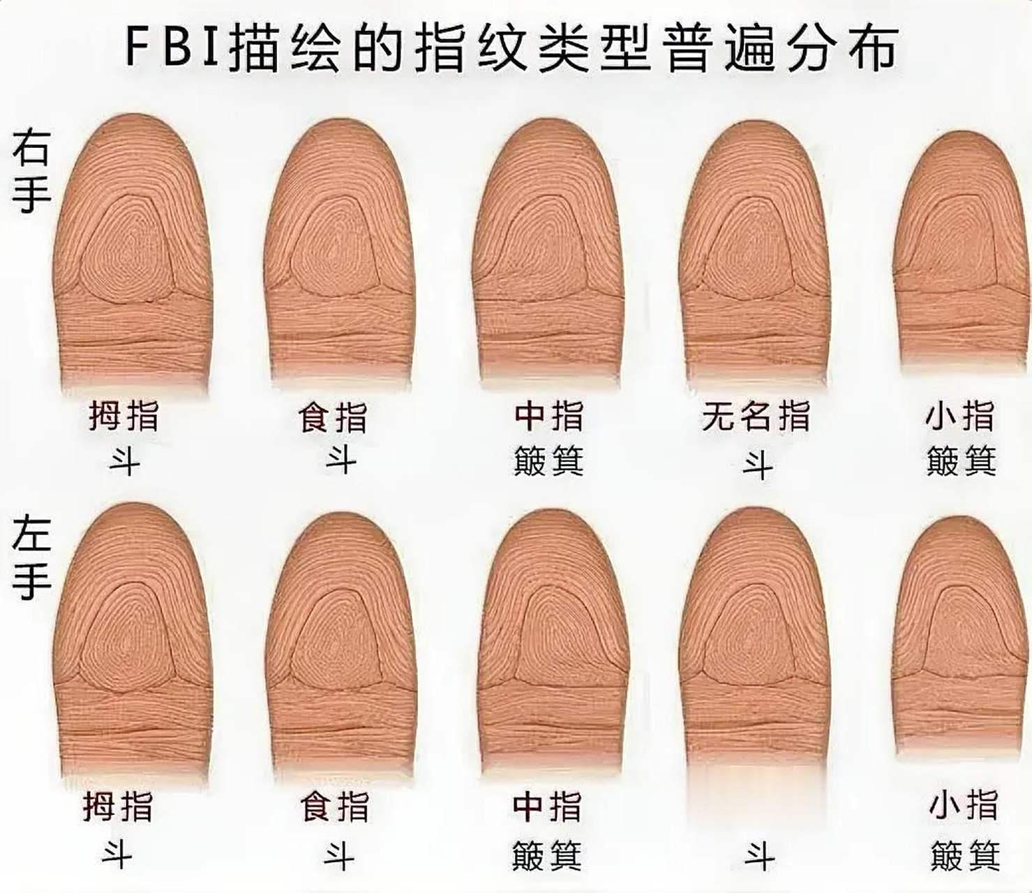 人的指纹的类型一般分为斗型,箕型和弓型三种.