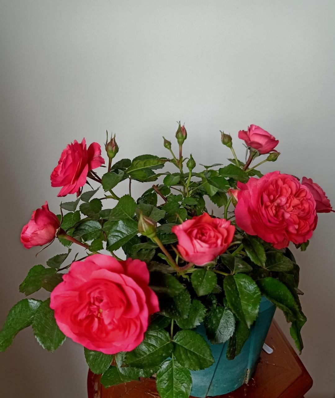 喜欢月季花的朋友,可以养一盆"香奈儿阳台"——一款专门为阳台,窗台