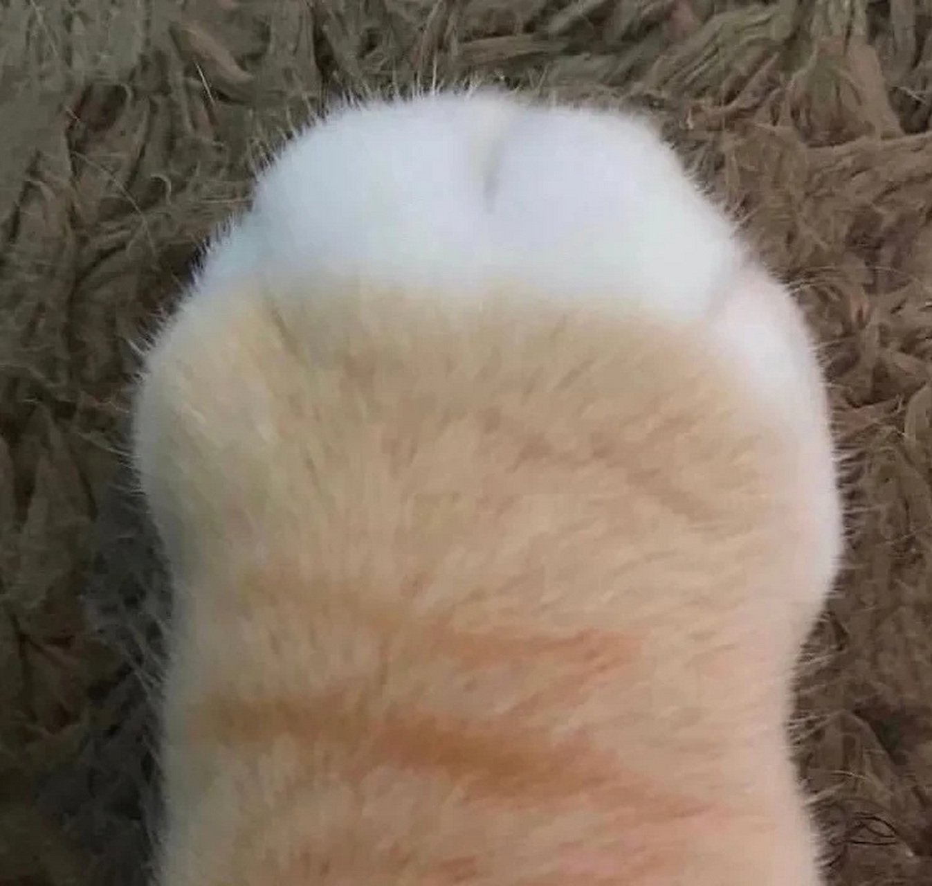 小猫在x光下的爪爪