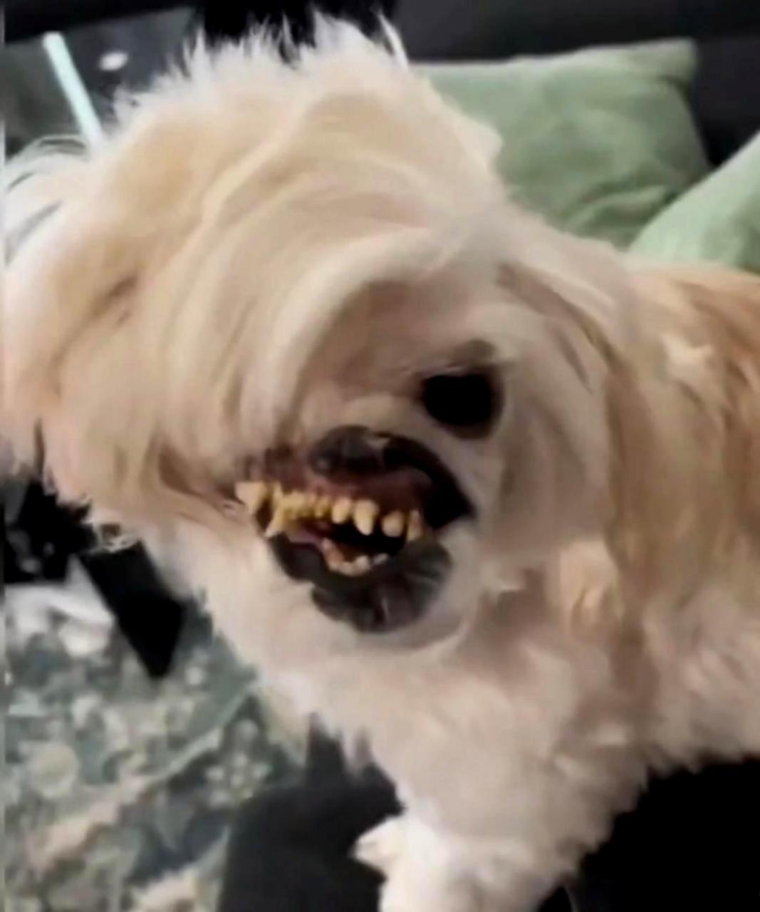 这个人真的很"龇牙咧嘴"啊!