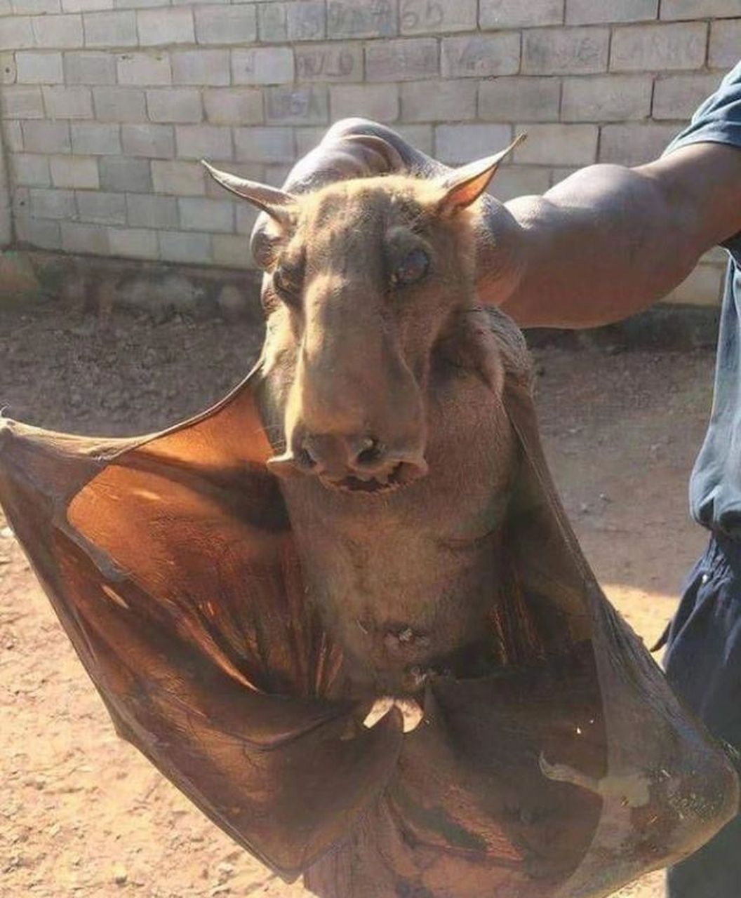 欧洲巨型狗头蝙蝠图片