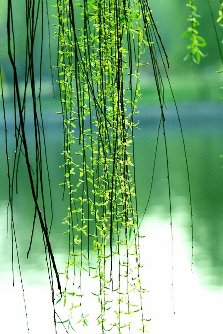 昔我往矣,杨柳依依.今我来思,雨雪霏霏. #经典诗词名句