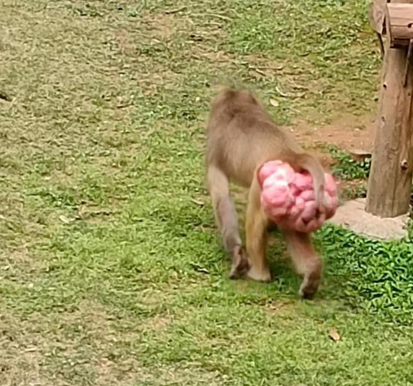 猴子,这屁股是怎么了?