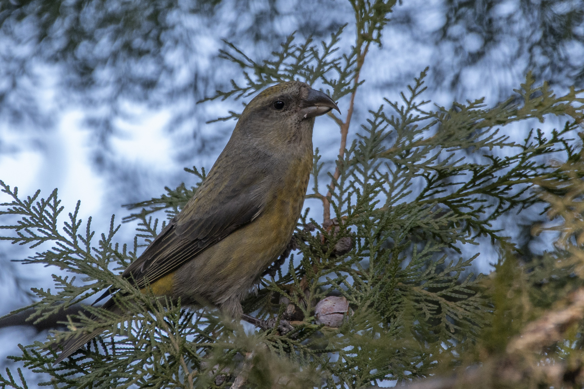 科技# #优质作者榜# 仔细看那只鸟的嘴巴!