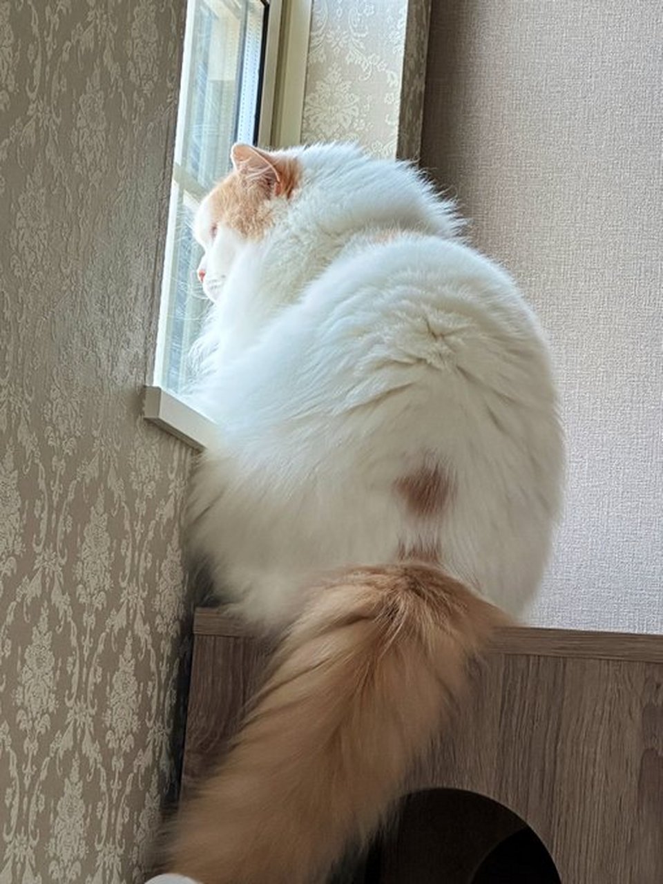 一只猫咪的背影能有多好看?