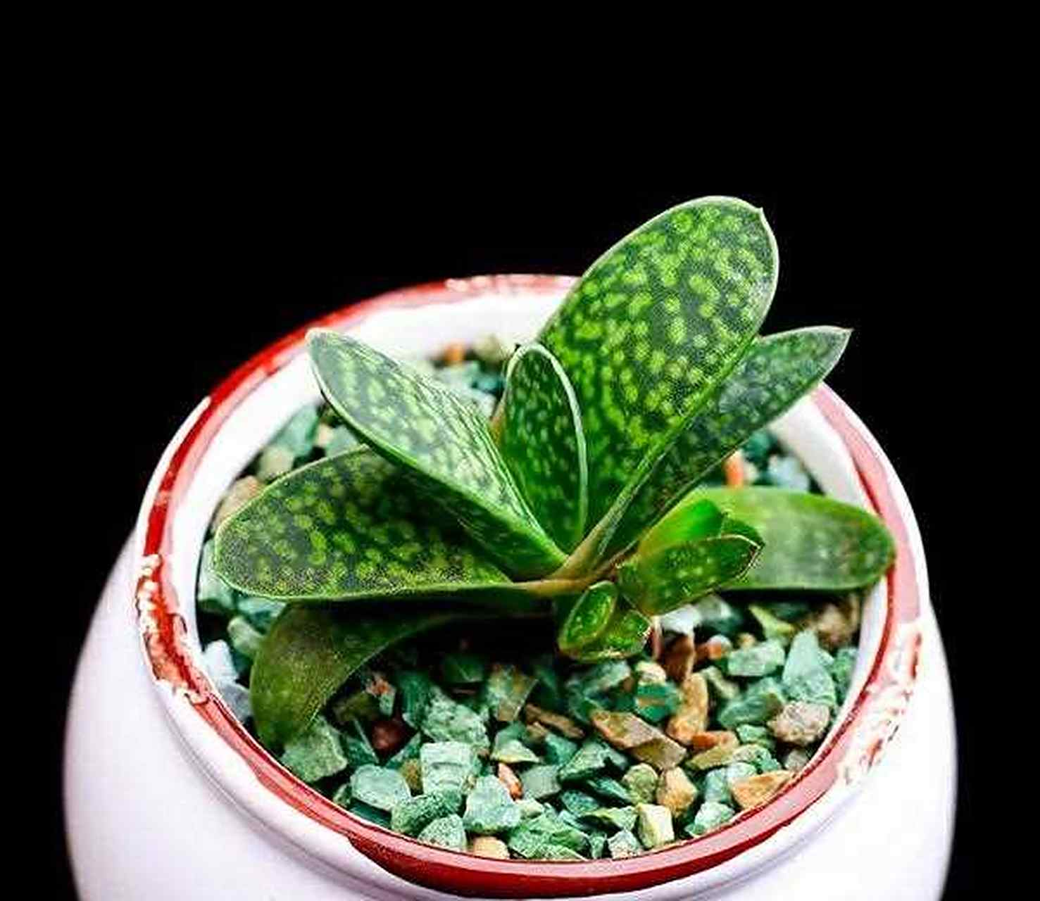 子宝多肉又叫元宝花,形状很像元宝,所以有招财进宝的美好寓意.