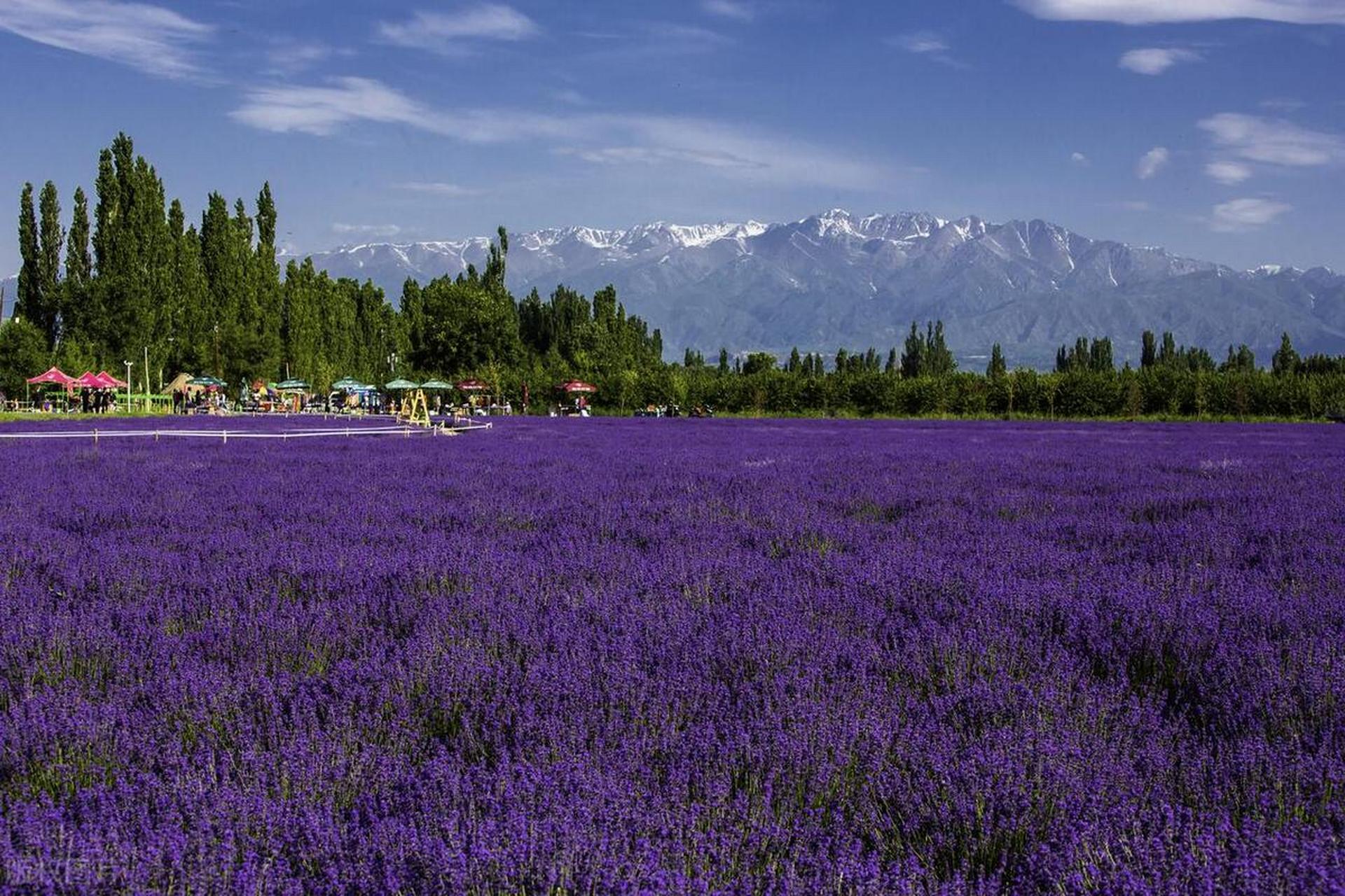 霍城薰衣草,六月限定的浪漫  夏天的伊犁是一年中最美的季节,每年的6