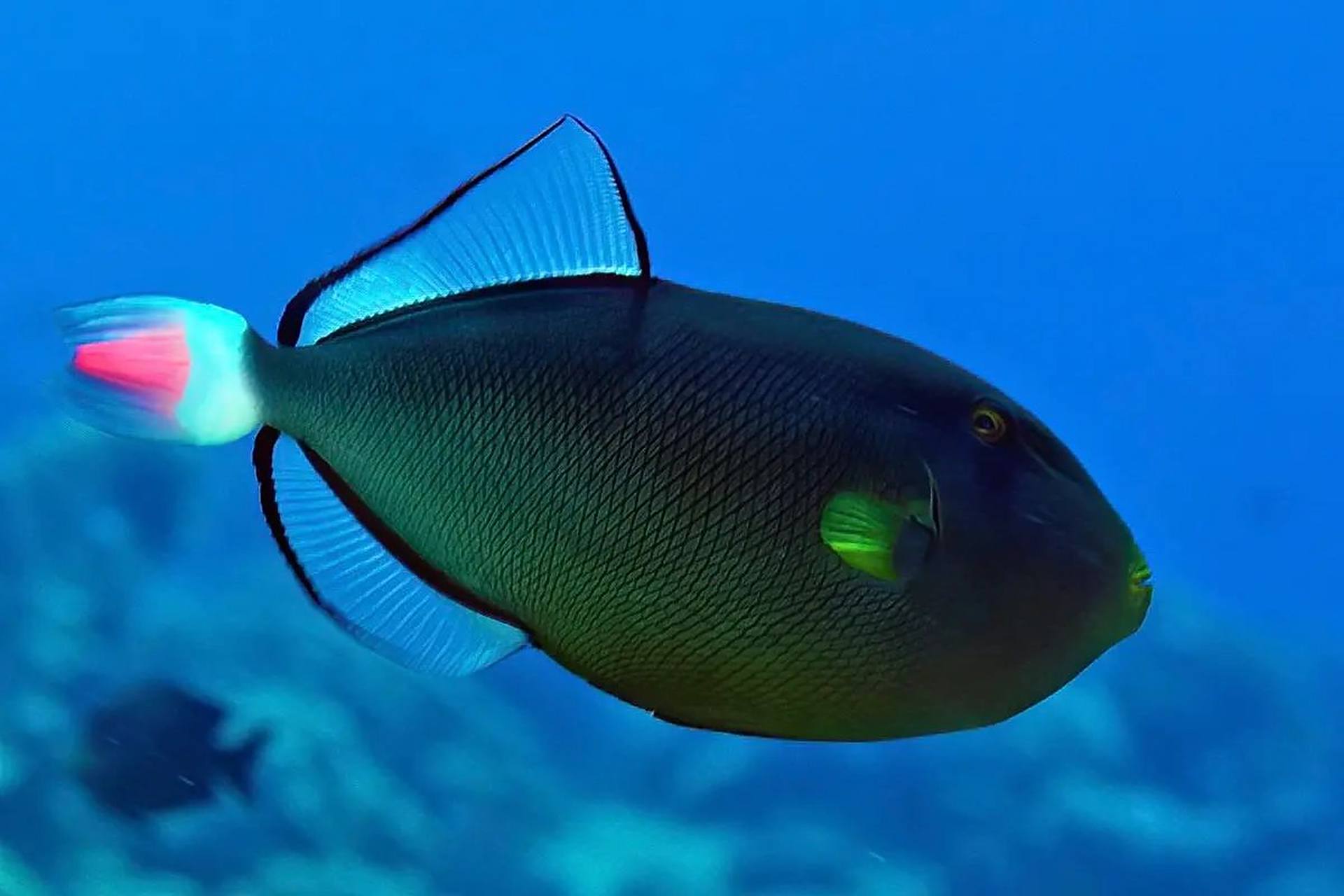 粉尾炮弹鱼  99 学名:melichthys vidua  99