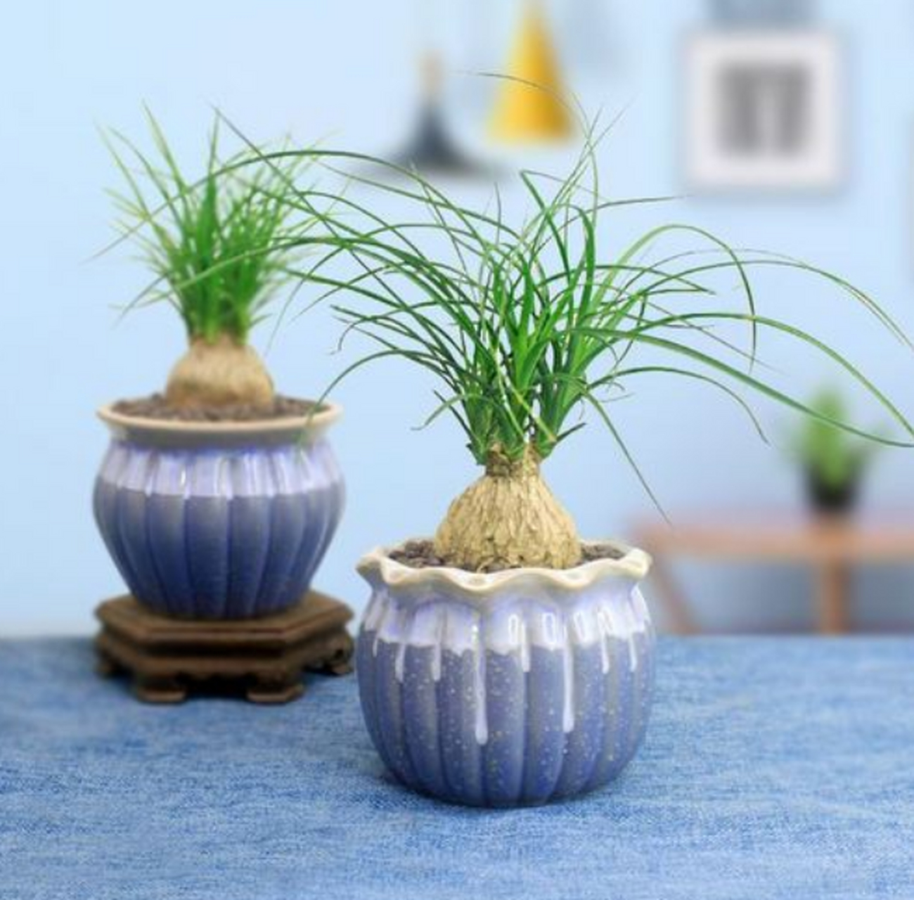 喜阳耐晒植物都有共同的特点:生命力顽强,可以储存的水分,不用精瞎苘