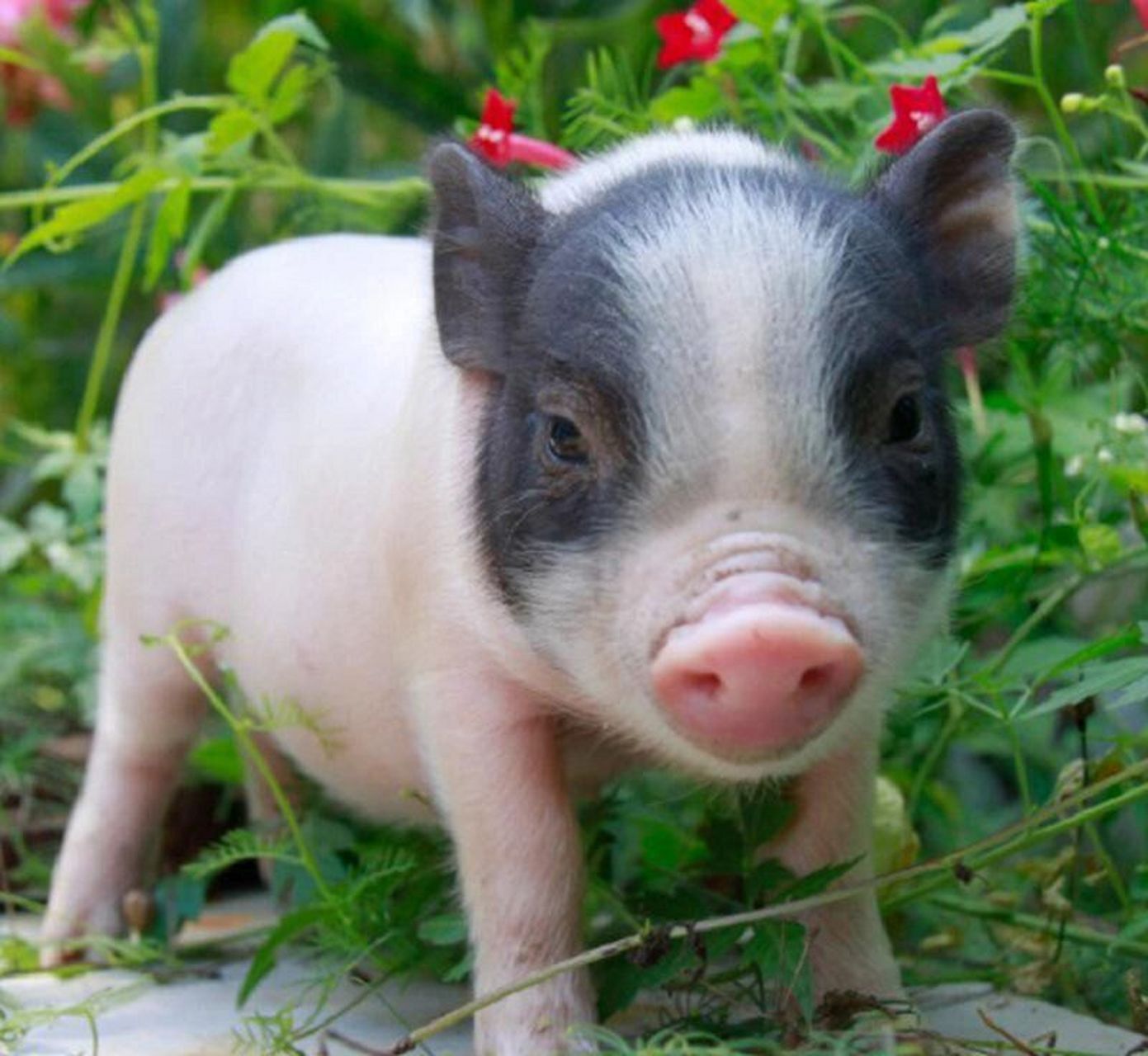 小香猪  小香猪是微型猪种,具有瘦肉厚,纤维细,小香猪脂肪颗粒小,香味