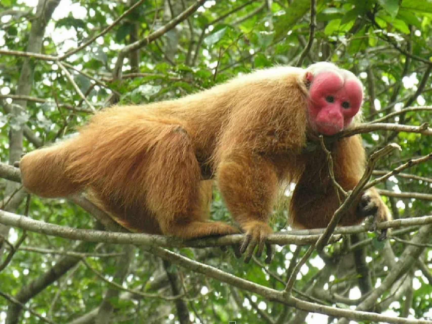 每天认识一种宝藏动物 中文名:赤秃猴 简介:赤秃猴属于白秃猴的亚种.