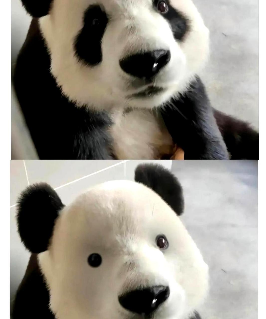 笑死了,原来熊猫去掉黑眼圈的样子这么丑.