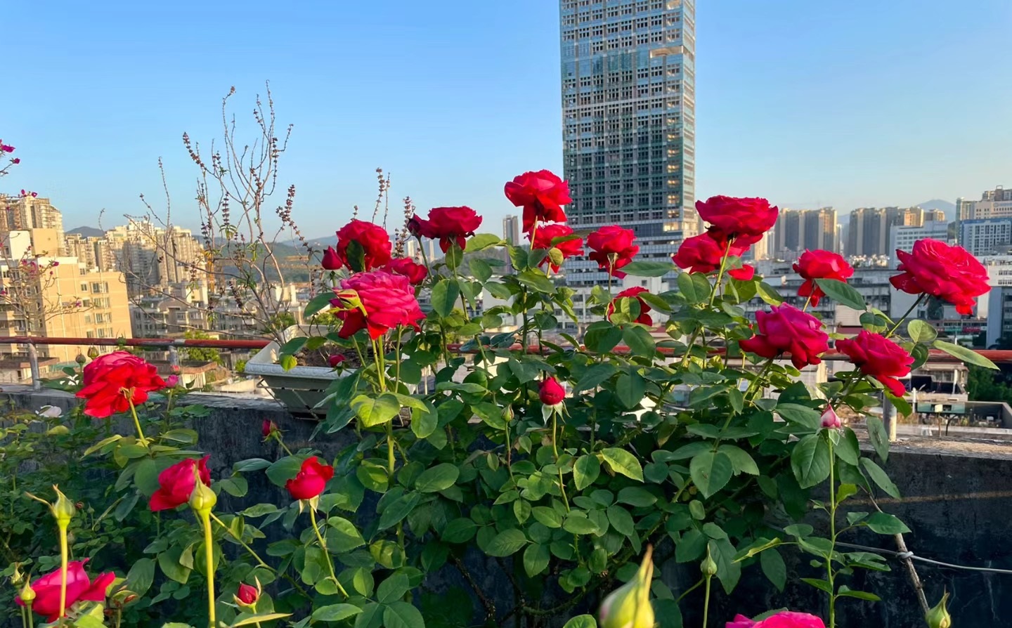 的传统名花,深受花友欢迎,来给大家介绍一款"巨无霸"品种——亚克力红
